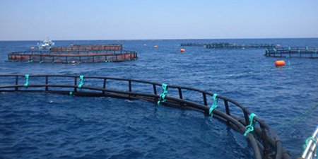 The first batch of large scale net cage (perimeter of 80 meters) being installed underwater in Fuding